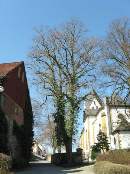 Bild 2 von Linde an der Kirchenmauer